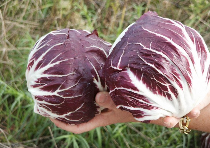 Radicchio rosso di Chioggia