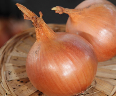 Cipolla gialla Agostana di Chioggia