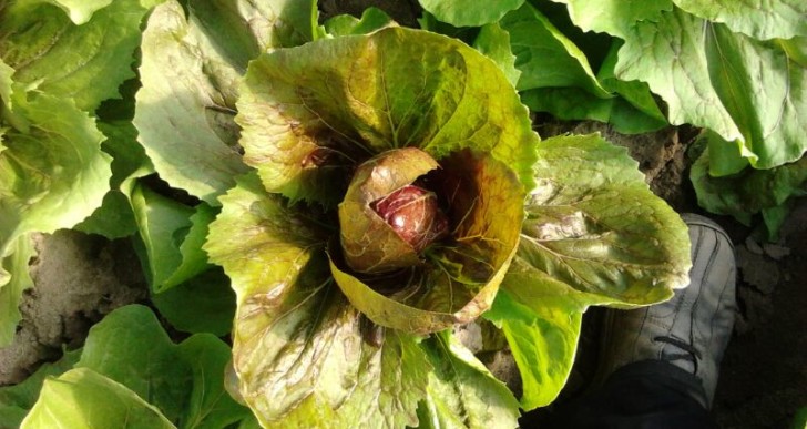 Radicchio primaverile 2014