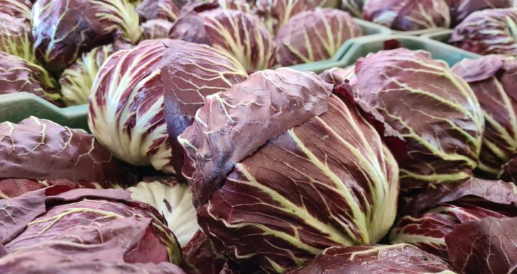 INIZIO CAMPAGNA PRIMAVERILE RADICCHIO
